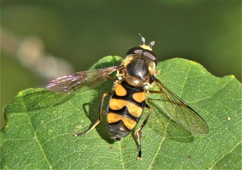 Réf. 268 779 : Didea fasciata